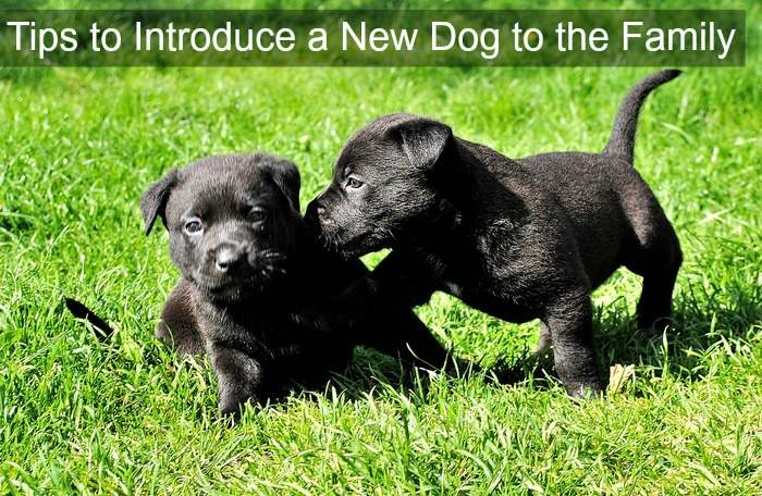 Tips to introduce a new dog to your family