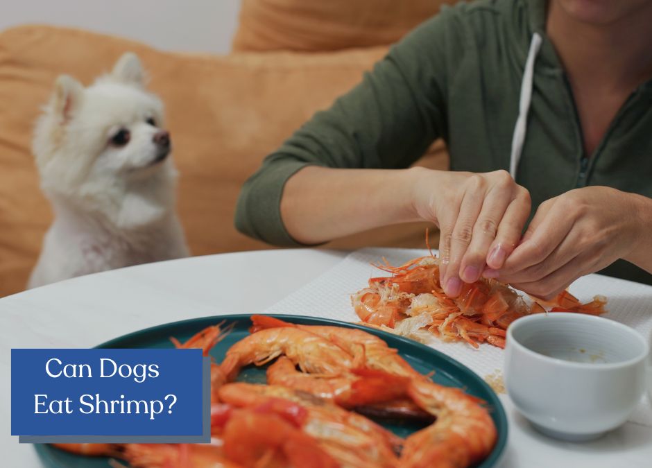 Can dogs eat shrimp? Discover whether it