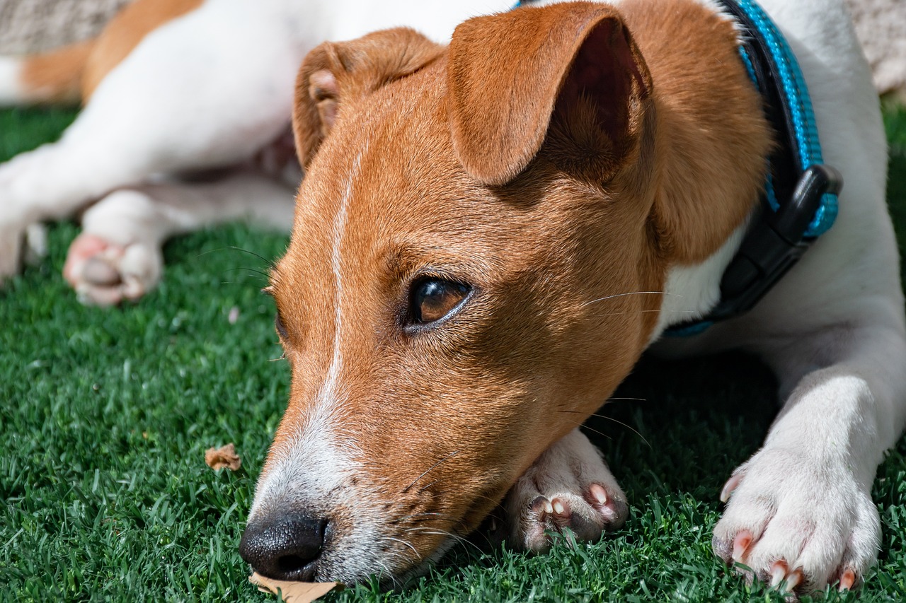 30 Best T-Shirts for a Jack Russell Owner