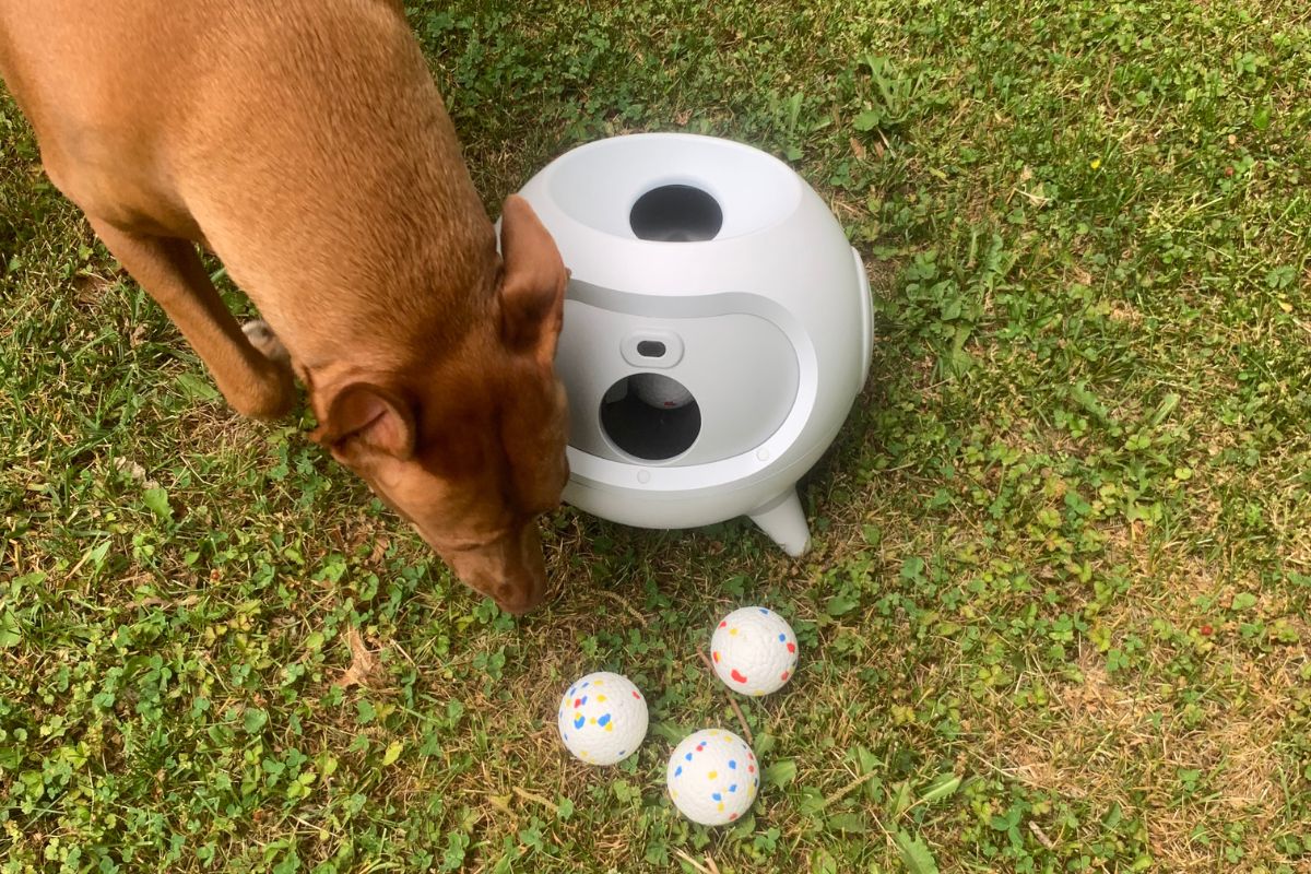 Uahpet iRetriever Automatic Ball Launcher Review: Meet Your Dog