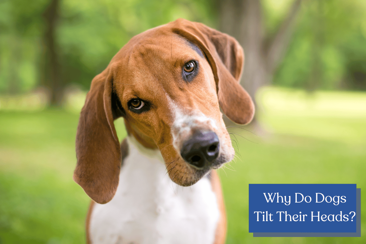 Why do dogs tilt their heads?  Discover the intriguing reasons behind this heart-melting gesture and gain insights into your furry friend