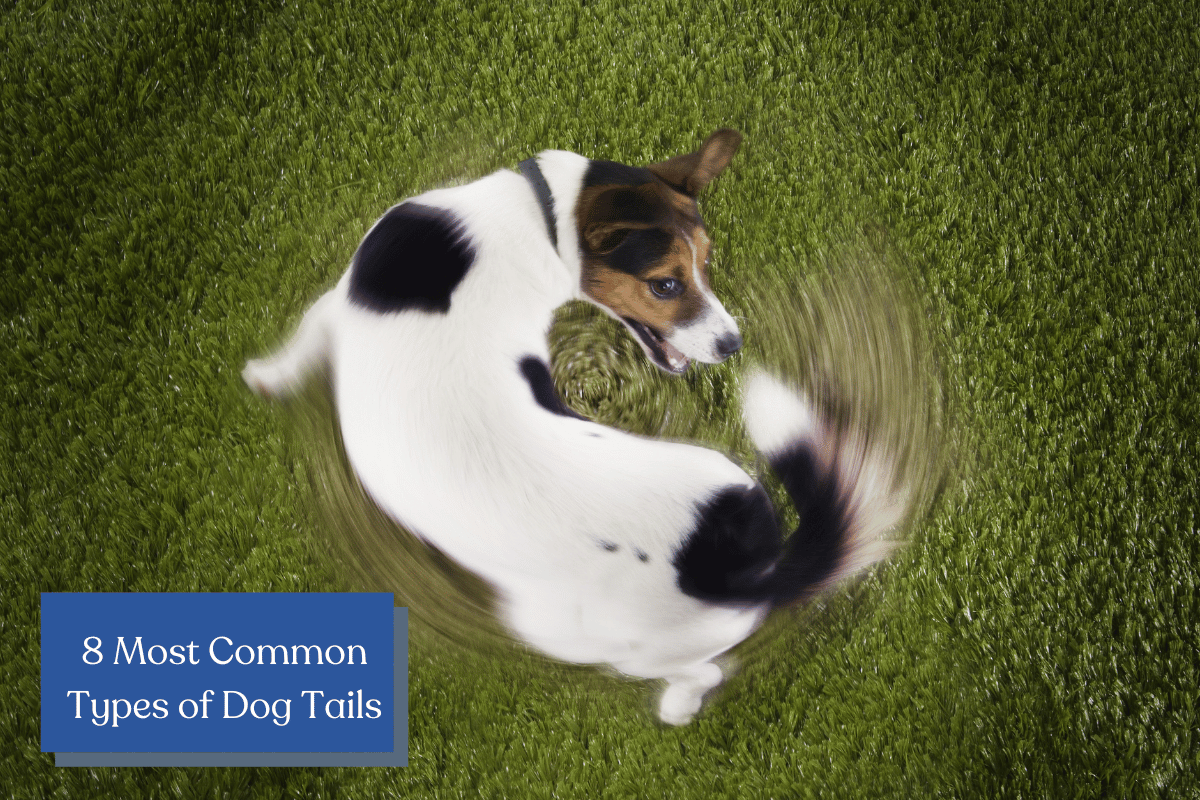 From the elegant carrot to the playful curly, we explore the 8 most common dog tail types, their unique characteristics, and which breeds you