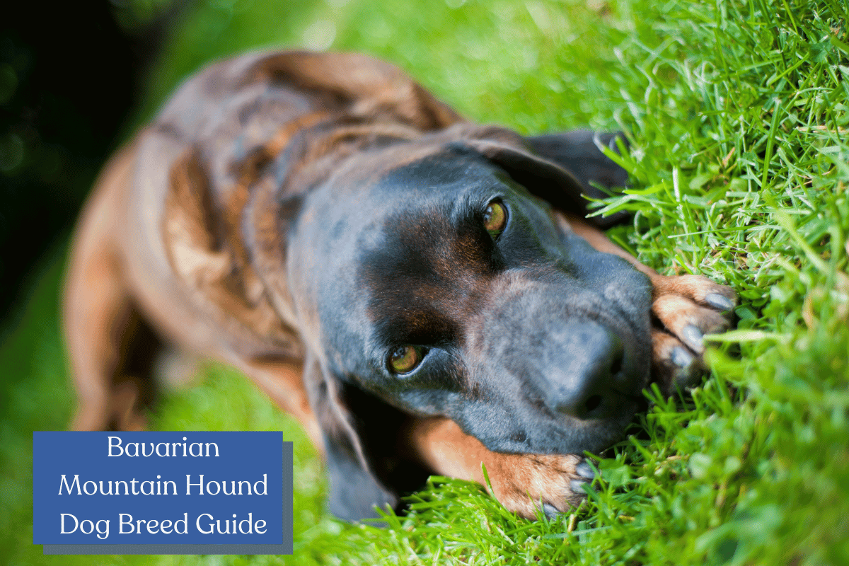Thinking about adopting a Bavarian Mountain Hound? Read this first to make sure they