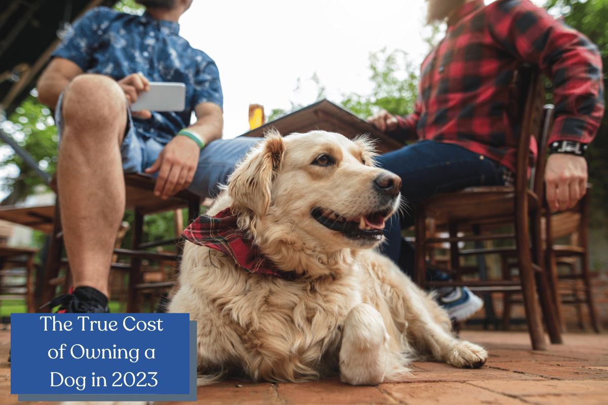 Adopting or buying a dog is a MUCH more expensive undertaking than people assume. Keep reading for a breakdown on the true cost of owning a dog in 2023!