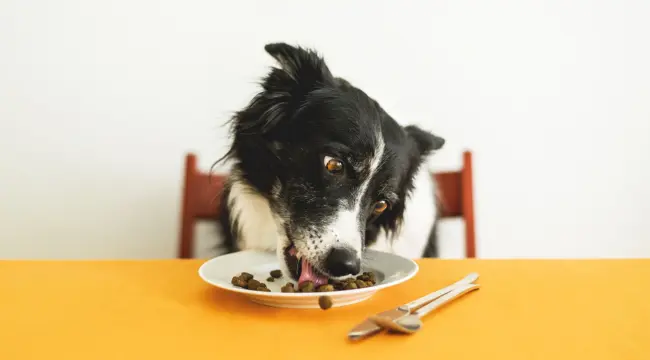 Is Your Dog Overeating? These Could Be the Reasons