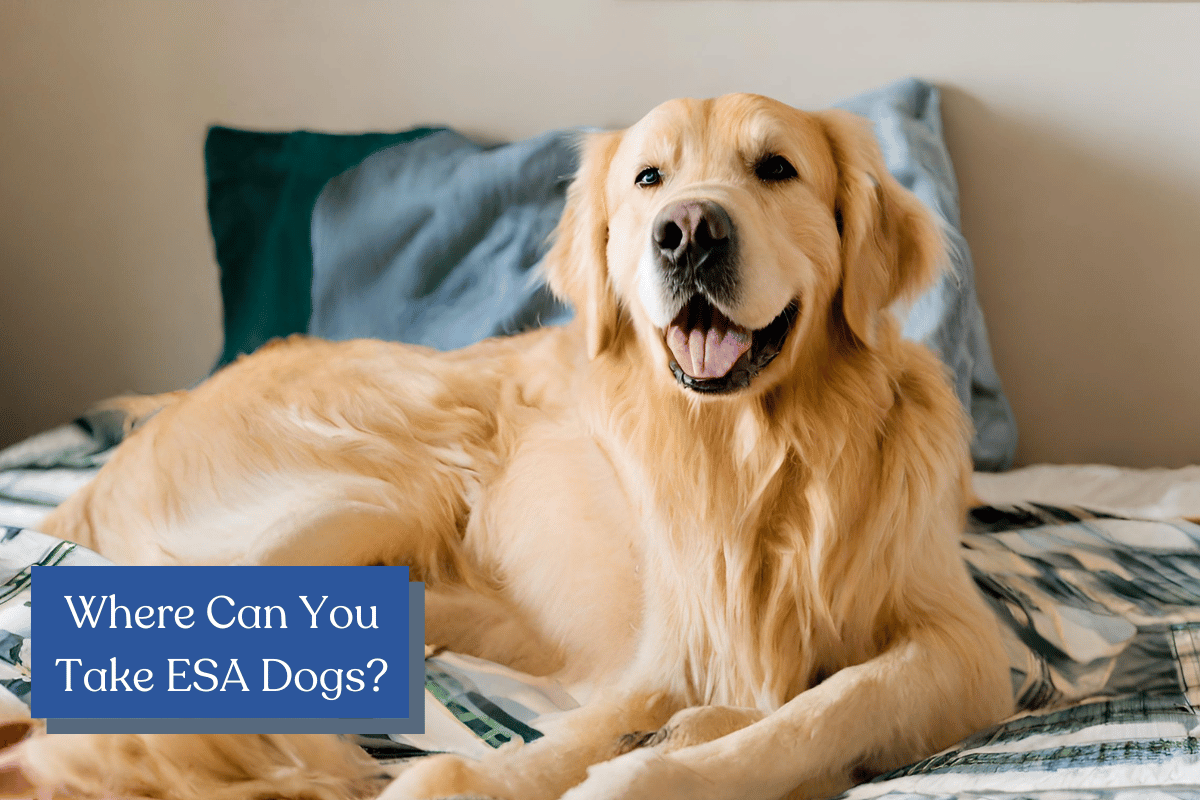 Where can you take emotional support dogs? That depends on certification, local laws, and more. Read our guide to find out what you need to know about ESA dogs!