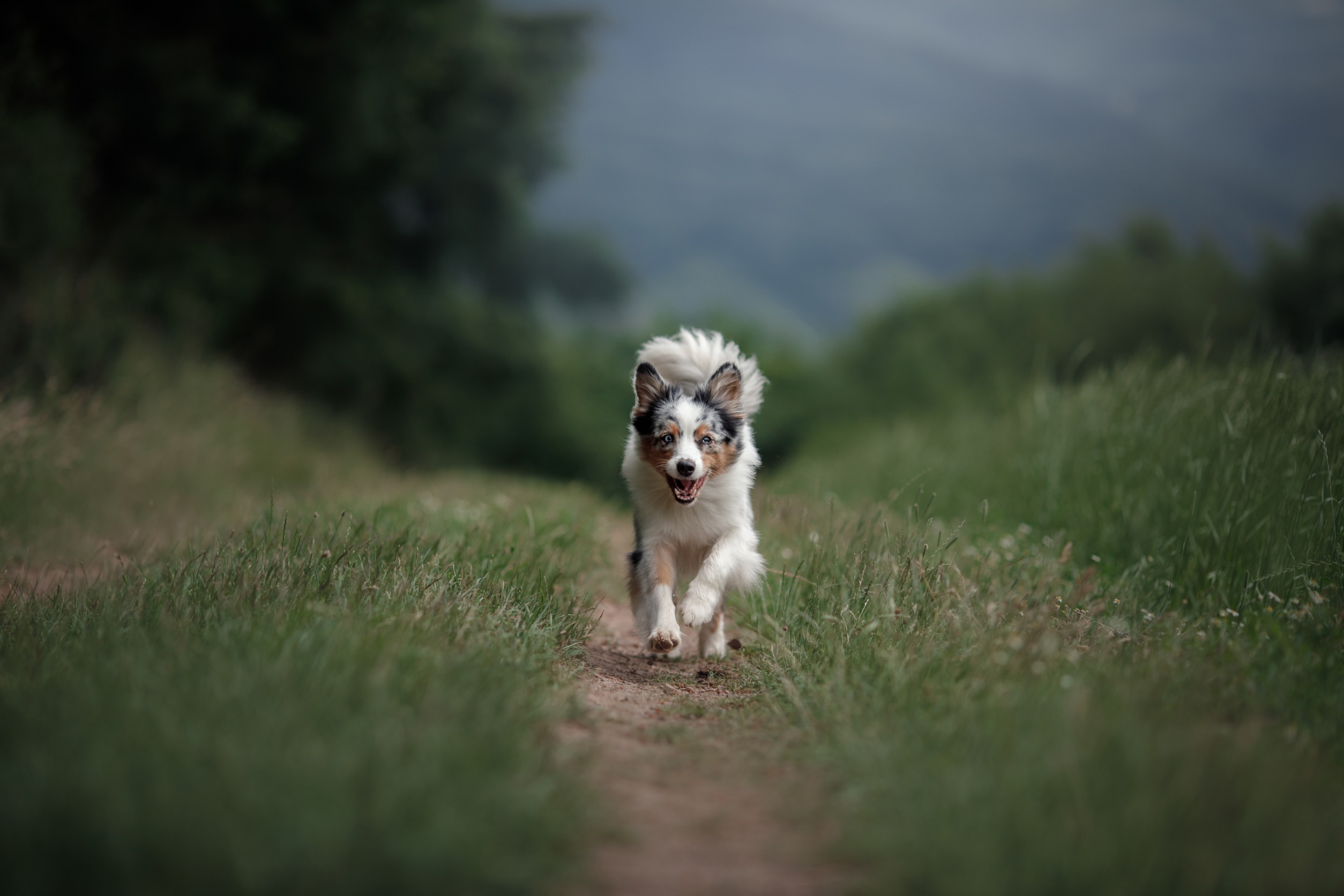7 Most Common Reasons That Dogs Run Away (& How to Prevent It)