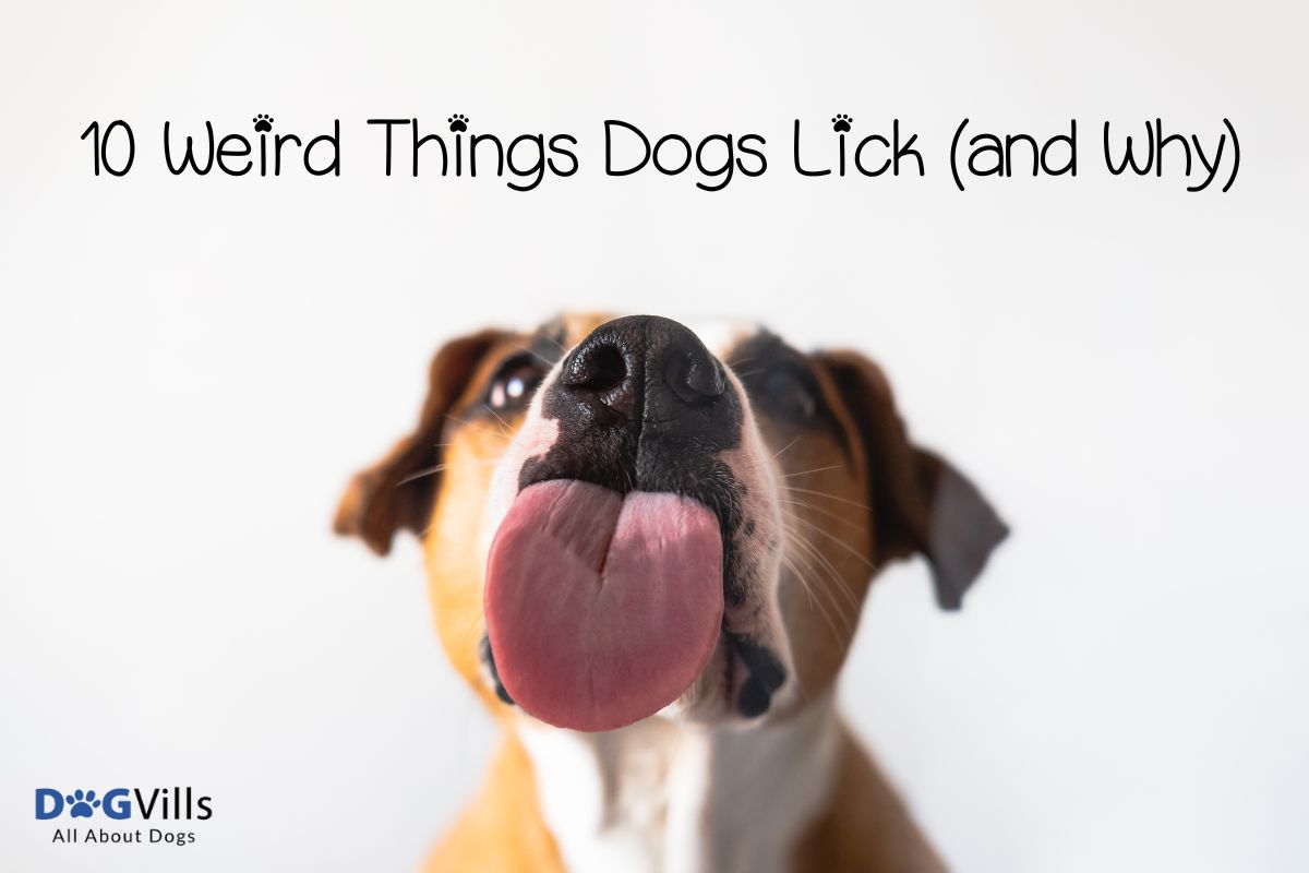 Strange Things Dog Lick