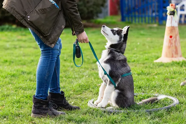 How To Find Some Best Dog Training Courses On Google