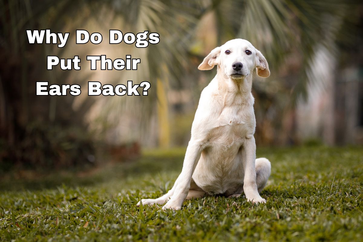 Why Dogs Put Their Ears Back? 6 Fascinating Reasons
