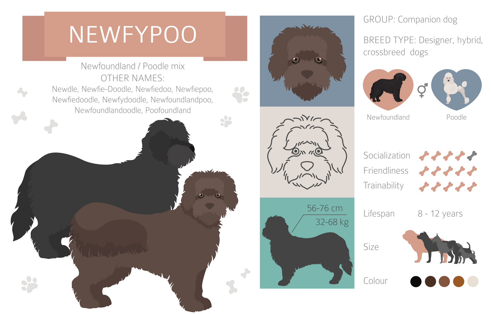 Newfypoo dog fast facts