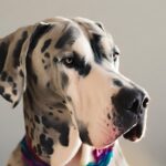 big dog names for your gentle giant